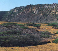 En la serrana de Macuira se encuentra desde la vegatacin seca y espinosa de las zonas planas perifricas hasta una frondosa vegetacin sobre los 500 msnm, constituida principalmente por el nico bosque de niebla enano del pas.