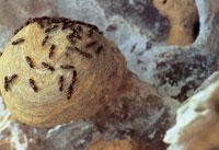 La composicin faunstica de Macuira no es muy variada si se compara con la de otras sierras y serranas del sistema montaoso perifrico; sin embargo, dentro del contexto desertico de la pennsula de la Guajira es un verdadero oasis de vida.