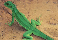La composicin faunstica de Macuira no es muy variada si se compara con la de otras sierras y serranas del sistema montaoso perifrico; sin embargo, dentro del contexto desertico de la pennsula de la Guajira es un verdadero oasis de vida.