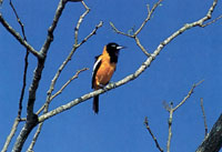 La composicin faunstica de Macuira no es muy variada si se compara con la de otras sierras y serranas del sistema montaoso perifrico; sin embargo, dentro del contexto desertico de la pennsula de la Guajira es un verdadero oasis de vida.