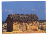 Los grupos que habitan la pennsula de la Guajira han desarrollado una extraordinaria capacidad de adaptacin a las condiciones climticas extremas.