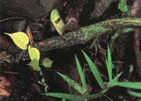 La vegetacin silvestre es prcticamente inexistente; solo se encuentra en algunas manchas relictuales donde se observan bosques de transicin entre secos y hmedos.
