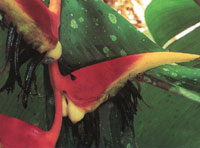 La vegetacin silvestre es prcticamente inexistente; solo se encuentra en algunas manchas relictuales donde se observan bosques de transicin entre secos y hmedos.