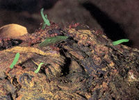 La escasa cobertura vegetal limita la existencia de la fauna; No obstante, entre el bosque del Santuario de Fauna Y Flora se encuentran diversas especies de insectos, aves y batracios; sorprende la presencia de algunas manadas de primates.