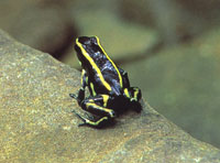 La escasa cobertura vegetal limita la existencia de la fauna; No obstante, entre el bosque del Santuario de Fauna Y Flora se encuentran diversas especies de insectos, aves y batracios; sorprende la presencia de algunas manadas de primates.