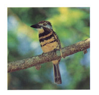 Un buco gargantirrojizo, una de las 540 especies de avifauna registradas en la serrana.