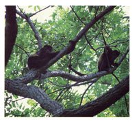 El mono aullador o mono colorado, considerado como el primate ms grande del continente, es una de las especies ms caractersticas de la regin.