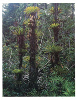 Una de las caractersticas de los bosque pluviales del Choc es la densidad de epfitas que crecen sobre la mayora de los troncos y las ramas; este factor contribuye a generar una diversidad bitica en la regin.