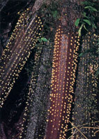 En la serrana del Baud-Los Saltos se han reportado ms de 2.800 especies de plantas superiores e inferiores por lo cual se considera como la regin del planeta con mayor diversidad florstica. En estas selvas isomegatrmicas las flores son, en su mayor