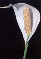 En la serrana del Baud-Los Saltos se han reportado ms de 2.800 especies de plantas superiores e inferiores por lo cual se considera como la regin del planeta con mayor diversidad florstica. En estas selvas isomegatrmicas las flores son, en su mayor