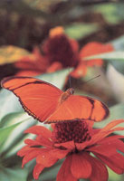 En la serrana del Baud-Los Saltos se han reportado ms de 2.800 especies de plantas superiores e inferiores por lo cual se considera como la regin del planeta con mayor diversidad florstica. En estas selvas isomegatrmicas las flores son, en su mayor