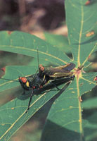 En la serrana del Baud-Los Saltos se han reportado ms de 2.800 especies de plantas superiores e inferiores por lo cual se considera como la regin del planeta con mayor diversidad florstica. En estas selvas isomegatrmicas las flores son, en su mayor