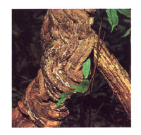 La serrana del Darin es una estructura montaosa que Colombia comparte con Panam. Debido a lo intrincado de sus selvas ha logrado mantener su riqueza biolgica.