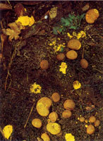 Los diferentes hongos que se encuentran en la serrana se encargan de extraer los nutrientes de otros organismos en proceso de descomposicin para obtener su alimento; a su vez liberan nutrientes que utilizan de inmediato otros organismos para continuar u