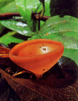 Los diferentes hongos que se encuentran en la serrana se encargan de extraer los nutrientes de otros organismos en proceso de descomposicin para obtener su alimento; a su vez liberan nutrientes que utilizan de inmediato otros organismos para continuar u