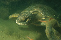 Tortuga caguamo, caracterstica de las aguas tropicales del ocano Pacfico.