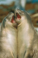 Aunque en nuestro pas la foca monachus est extinta, anualmente llegan unos pocos ejemplares procedentes de las islas Galpagos, siguiendo las corrientes fras del Pacfico; a travs de stas tambin han llegado desde Chile y Argentina algunos ejemplares