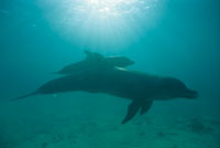 Los delfines son los mamferos acuticos ms sociales del mar. Su respiracin es pulmonar, por lo que necesitan salir constantemente a la superficie para tomar aire. Los ejemplares de la especie conocida como nariz de botella, son muy observadores y jugue