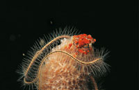 Los ophiuridos tienen forma de estrella. Existen ms de 2.000 especies diferentes que habitan en arrecifes coralinos, en las costas y las profundidades marinas.