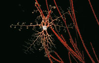 la estrella canasta en las noches despliega sus tentculos.