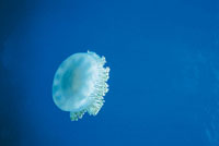 La medusa generalmente tiene brazos o tentculos que secretan una sustancia venenosa con la cual paralizan a sus presas.