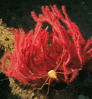 Un cangrejo flecha que, como todos los de su familia, tiene el abdomen plegado y es un limpiador nato.