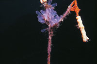 Los tunicados son animales en forma de saco con dos aberturas a travs de las cuales entra y sale el agua mientras se alimentan. Algunas especies son coloniales y se unen entre s mediante conexiones en forma de raz.