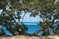 El mar Caribe que haca parte del ocano Pacfico, se convirti en un mar litoral conectado con el Atlntico, cuando el istmo centroamericano se levant, hace unos 30 millones de aos.