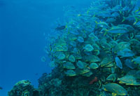 En las tibias aguas del Caribe, Colombia tiene una inmensa riqueza biolgica y pesquera. En la fotografa, un cardumen de roncos.