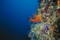 El Caribe est salpicado de islas, afloramientos y bajos que son colonizados por corales. La barrera arrecifal que se encuentra cerca de la isla de Providencia tiene una longitud de 20 km y es la segunda en extensin del Caribe.