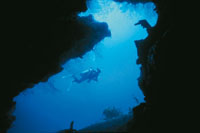 En las islas de San Andrs, el crecimiento de la barrera arrecifal, ha ido formando una intrincada red de cavernas que dan abrigo a muchas especies.