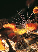 Buena parte de la oferta biolgica del Caribe colombiano est representada por 24 especies de equinodermos, como los erizos cuyos cuerpos redondeados estn totalmente cubiertos con espinas de longitud variable