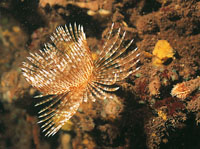 Tambin se encuentran 26 especies de poliquetos o gusanos plumeros, cuyas brnquias son de vistosos y diversos colores.