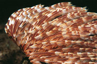 Detalle de los apndices plumosos de un gusano plumero, mediante las cuales capturan su alimento.