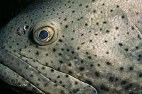Detalle de un mero guasa, uno de los peces ms grandes de los arrecifes coralinos; puede llegar a medir tres metros.