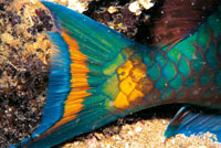 Detalle caracterstico de la cola del pez loro, uno de los ms comunes en los arrecifes, cuya longitud mxima puede ser de 60 centmetros.