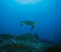 Por su alta pluviosidad y escorrenta continental, el Pacfico colombiano no cuenta con las condiciones favorables para el desarrollo masivo de arrecifes coralinos; sin embargo, su topografa abrupta favorece la biodiversidad. 
Uno de los fenmenos ms ca