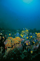 Cardumen de peces ngel reina ramoneando cerca de Malpelo.