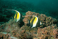 Los restos de una antigua cordillera andina, que por procesos de subduccin se sumergi en el mar, se manifiestan en las islas de Gorgona y Gorgonilla, lugares donde hay una abundante fauna marina, que cuenta con ejemplares muy vistosos, como los peces es
