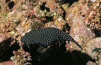 Pez tamborero del Pacfico.