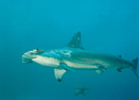 El tiburn martillo, que est en la cspide de la cadena trfica, es uno de los grandes predadores; se alimenta de peces pelgicos y su principal hbitat est cerca de las islas de Malpelo y Gorgona.