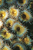 Los zooanthidios tienen un crecimiento muy rpido y se localizan en lugares donde abundan los nutrientes, generalmente sobre corales muertos.