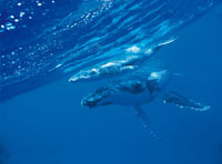 Ballenas jorobadas en aguas del Pacfico tropical.