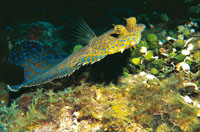 El pez lenguado, muy comn en los fondos adyacentes a los arrecifes coralinos, es una de las pocas especies que tienen los dos ojos a un mismo lado. Para nadar ondula su cuerpo y lleva la aleta pectoral erguida.