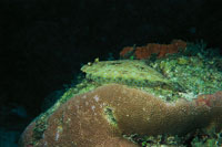 Quizs una de las caractersticas ms notables del pez lenguado, es su capacidad para adquirir los colores del lugar donde se encuentra; puede simular extraordinariamente bien el color y la textura de los fondos arenosos.