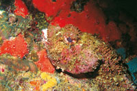 La mxima expresin del mimetismo es el pez piedra que vive esperando a sus vctimas entre los fondos rocosos. En las espinas de su aleta dorsal tiene un poderoso.