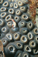 Un pequeo camarn entre los plipos de un coral Montrastrea cavernosa.