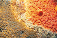 Todo lo que ocurre en los fondos ocenicos de la provincia nertica es sorprendente y maravilloso; en muchas oportunidades, para colonizar los espacios, se presentan competencias dramticas; algunas de ellas ocurren entre las esponjas y los corales.