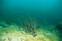 El exceso de nutrientes arrastrados por los ros ha causado un grave perjuicio en los arrecifes coralinos de la costa caribe colombiana, por lo que las autoridades ambientales han comenzado a estudiar la forma de recuperar estos ecosistemas.