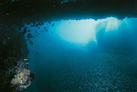 Gran parte de la infinita variedad de especies que habitan el mundo submarino est representada en los ocanos y mares de Colombia. Por esta razn, tenemos la inmensa responsabilidad de cuidar y mantener los ecosistemas que all se encuentran. Al preserva